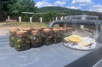 Sběr levandule a výroba limonády a olejíčků 2. 7. 2026