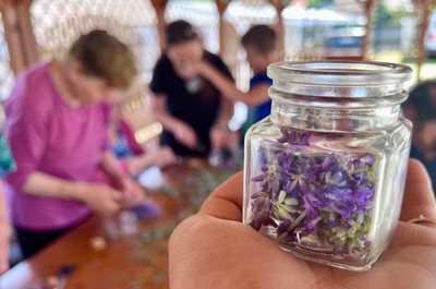 Sběr levandule a výroba limonády a olejíčků 2. 7. 2026